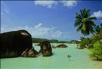 Mangroves, stones and a palm